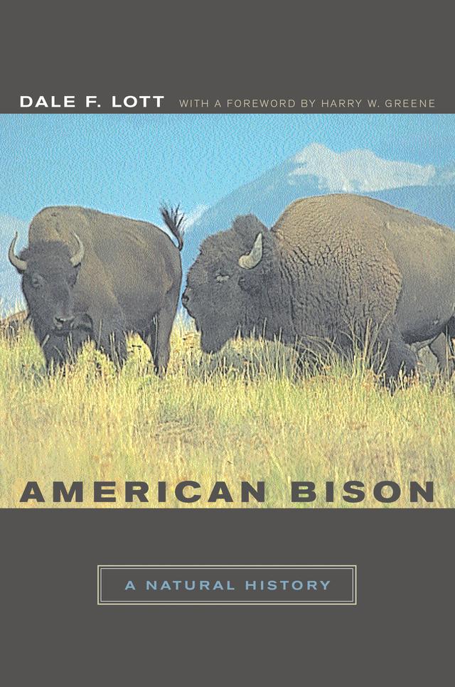American Bison by Dale F. Lott