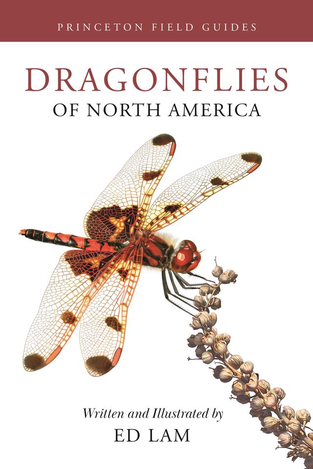Dragonflies of North America by Ed Lam