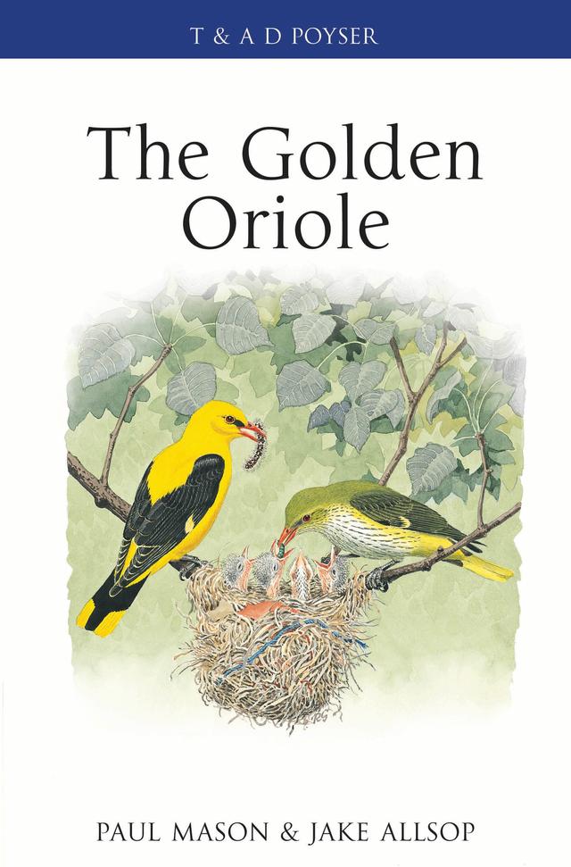 The Golden Oriole by 