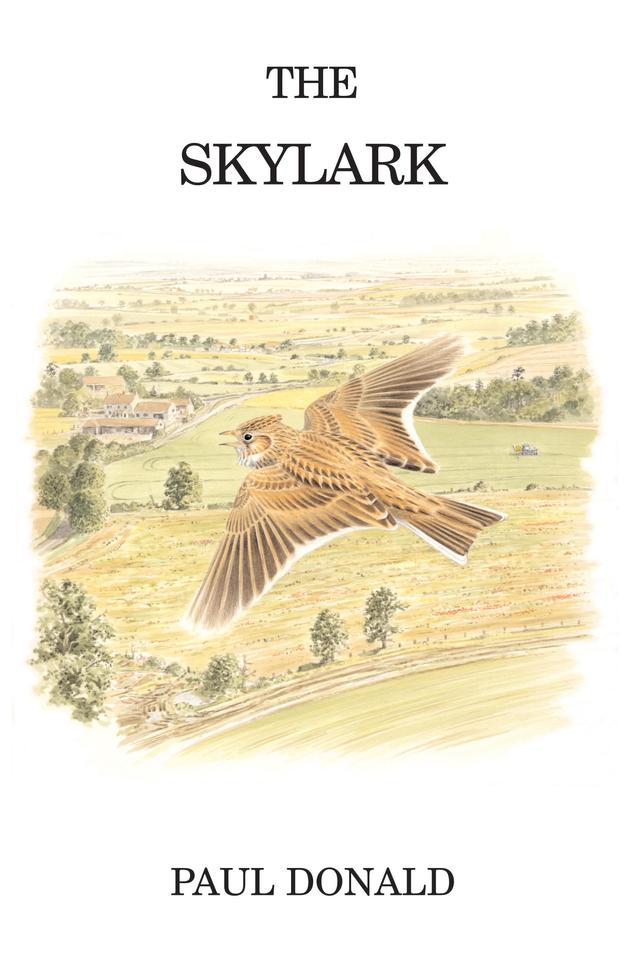 The Skylark by 