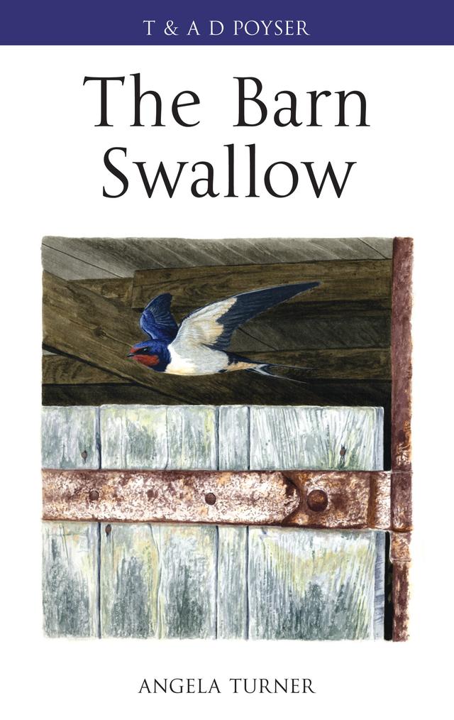 The Barn Swallow by 