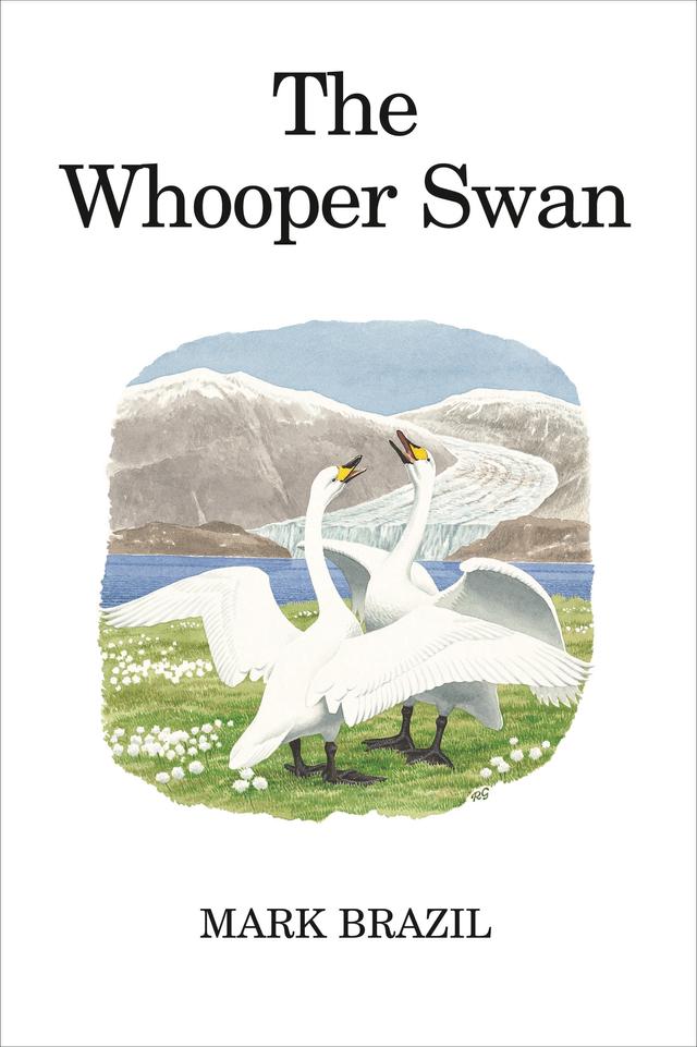 The Whooper Swan by 