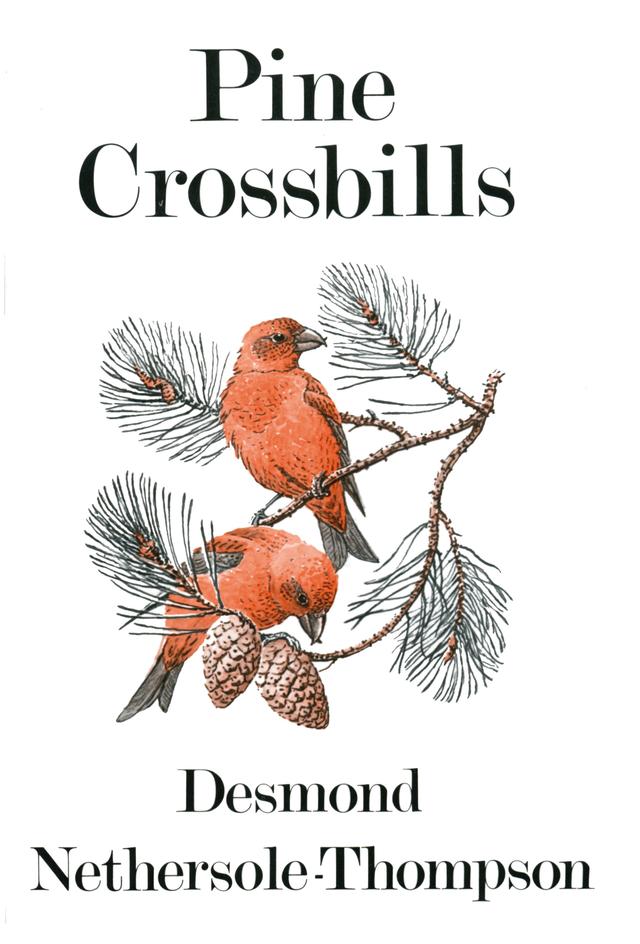 Pine Crossbills by 