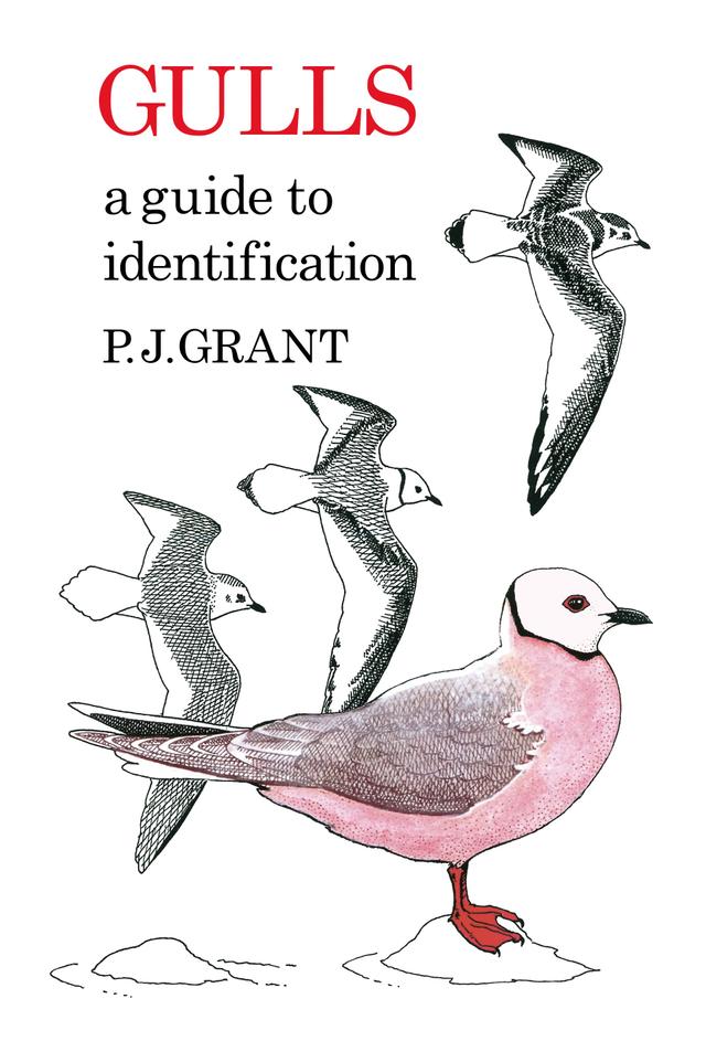 Gulls: A Guide to Identification. 2nd Edition by 