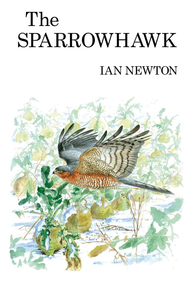 The Sparrowhawk by 