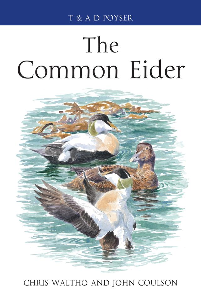 The Common Eider by 
