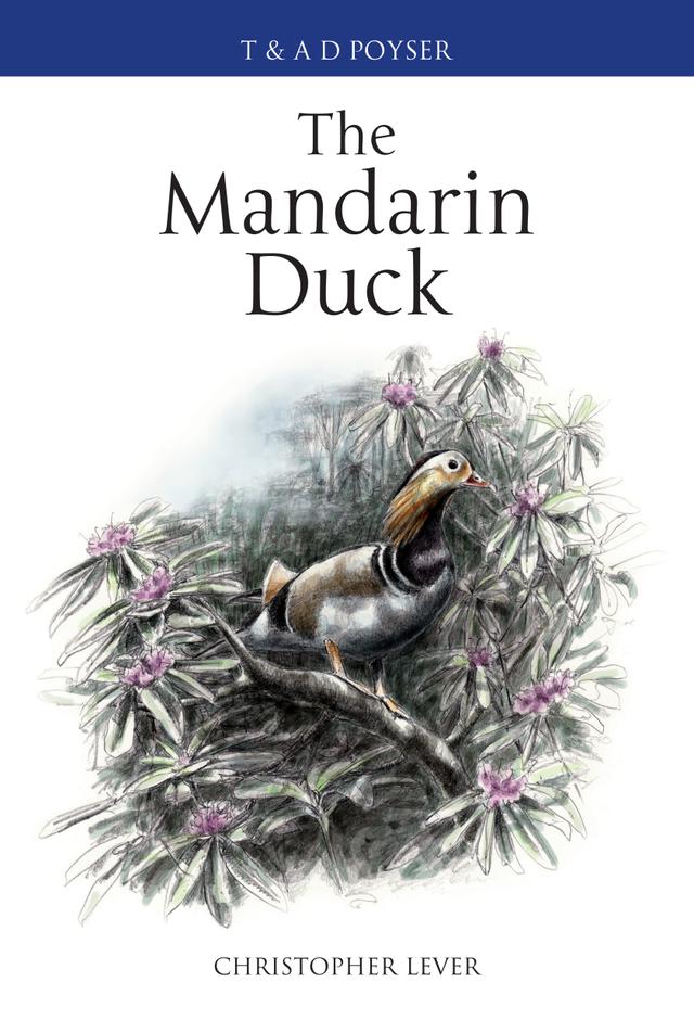 The Mandarin Duck by 