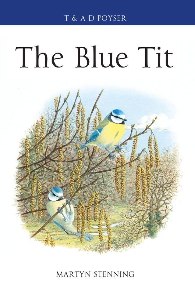The Blue Tit by Martyn Stenning