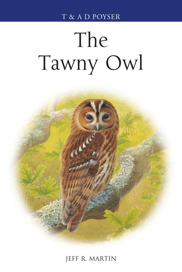 The Tawny Owl by 